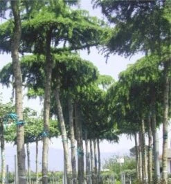 Ceder Als Dakboom (Cedrus Deodara 'Pendula') -Garden Plants Series Store 077cedrusdeodarapenduladakvorm 3 2