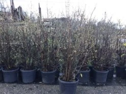 Winterzoet (Chimonanthus Praecox) -Garden Plants Series Store 10