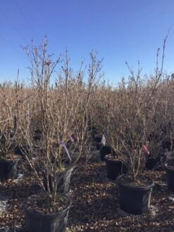 Kornoelje (Cornus Kousa 'Schmetterling') -Garden Plants Series Store 12