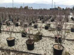 Kornoelje (Cornus Kousa 'Schmetterling') -Garden Plants Series Store 13