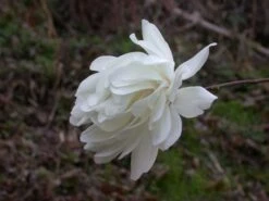 Beverboom (Magnolia Loebneri 'Wildcat') -Garden Plants Series Store 139895 2 x loebneri wildcat 319 1