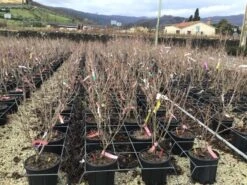 Kornoelje (Cornus Kousa 'Schmetterling') -Garden Plants Series Store 14