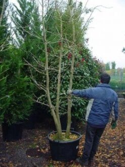 Japanse Notenboom, Meerstammig (Ginkgo Biloba) -Garden Plants Series Store 148ginkgobilobameerstammig 4 2