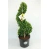 Japanse Hulst Als Spiraal (Ilex Crenata 'Dark Green') -Garden Plants Series Store 1715882 v t5