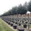 Olijfwilg Als Boom (Elaeagnus Ebbingei 'Compacta') -Garden Plants Series Store 18