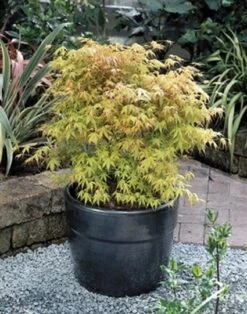 Japanse Esdoorn (Acer Palmatum 'Katsura') -Garden Plants Series Store 20060517114138 1