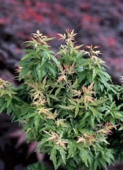 Japanse Esdoorn (Acer Palmatum 'Kotohime') -Garden Plants Series Store 20060517141757 1