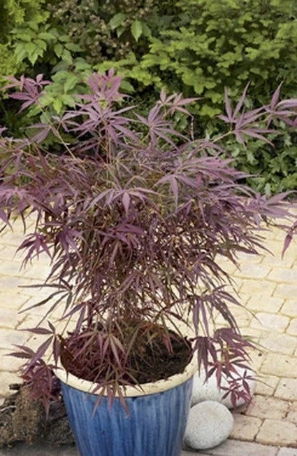 Japanse Esdoorn (Acer Palmatum 'Red Pygmy') 3 Japanse Esdoorn (Acer Palmatum 'Red Pygmy')