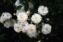 Miniklimroos (Rosa 'Guirlande D'Amour') -Garden Plants Series Store 20060518173342 1 1