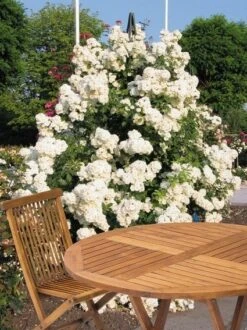 Miniklimroos (Rosa 'Guirlande D'Amour') -Garden Plants Series Store 20060518173607 1