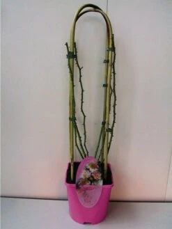 Miniklimroos (Rosa 'Open Arms') -Garden Plants Series Store 20060522130109 1