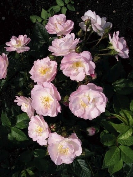 Miniklimroos (Rosa 'Perennial Blush') 4 Miniklimroos (Rosa 'Perennial Blush') - Image 2