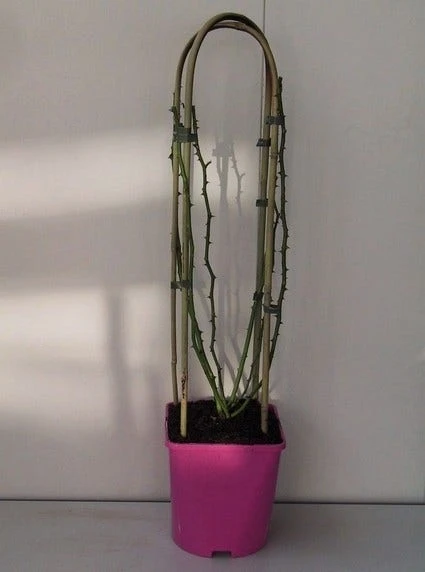 Miniklimroos (Rosa 'Perennial Blush') 3 Miniklimroos (Rosa 'Perennial Blush')