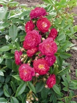 Miniklimroos (Rosa 'Perennial Blue') -Garden Plants Series Store 20060522131138 1 1