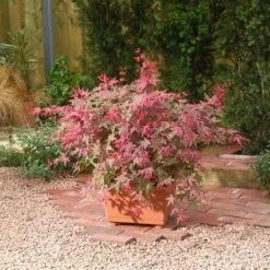 Japanse Esdoorn (Acer Palmatum 'Beni-maiko') -Garden Plants Series Store 20060523123333 1 1
