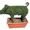 Pig (Ligustrum Delavayanum) -Garden Plants Series Store 20060529163058 2