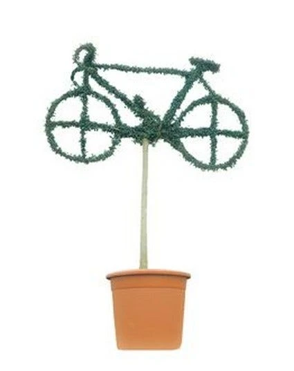 Bicycle (Ligustrum Delavayanum) 3 Bicycle (Ligustrum Delavayanum)