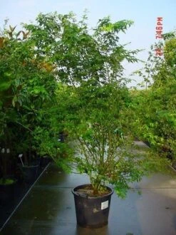 Japanse Esdoorn (Acer Palmatum) -Garden Plants Series Store 20070701212919 11 1