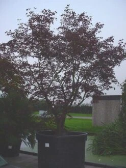 Japanse Esdoorn (Acer Palmatum 'Bloodgood') -Garden Plants Series Store 20070701222051 12 1