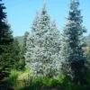 Colorado Zilverspar (Abies Concolor) -Garden Plants Series Store 20070701225226 7