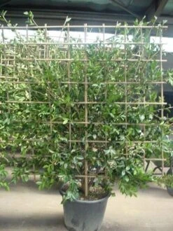 Camelia Als Leivorm (Camellia Japonica) -Garden Plants Series Store 20070711003328 3