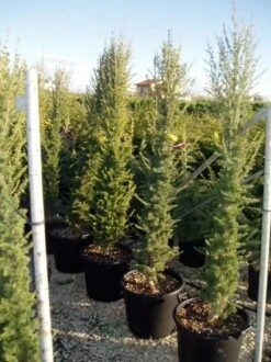 Zuilvormige Ceder (Cedrus Libani 'Fastigiata') -Garden Plants Series Store 20070814180447 11 1