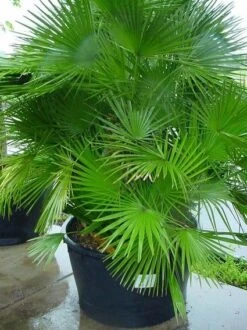 Dwergpalm (Chamaerops Humilis 'Vulcano') -Garden Plants Series Store 20070814190943 8