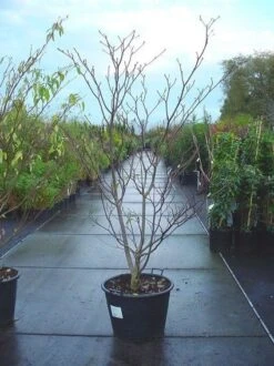 Reuzenkornoelje (Cornus Controversa 'Variegata') -Garden Plants Series Store 20070816183642 11