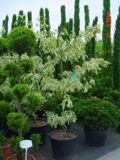 Reuzenkornoelje (Cornus Controversa 'Variegata') -Garden Plants Series Store 20070903144245 7