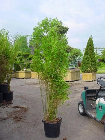 Niet Woekerende Bamboe (Fargesia 'Great Wall') 7 Niet Woekerende Bamboe (Fargesia 'Great Wall') - Image 5