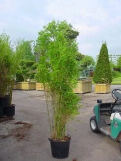 Niet Woekerende Bamboe (Fargesia 'Great Wall') -Garden Plants Series Store 20070905151255 7