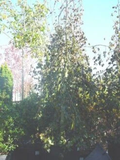 Rode Treurbeuk (Fagus Sylvatica 'Purple Fountain') 12 Rode Treurbeuk (Fagus Sylvatica 'Purple Fountain') -Garden Plants Series Store 20070905224304 11