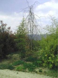 Treurbeuk (Fagus Sylvatica 'Pendula') -Garden Plants Series Store 20070905225726 14