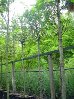 Kweepeer (Cydonia Oblonga) -Garden Plants Series Store 20070907160839 5