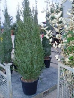 Jeneverbes (Juniperus Communis 'Hibernica') -Garden Plants Series Store 20070925230406 7