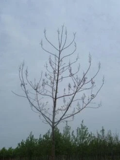 Anna Paulownaboom (Paulownia Tomentosa) -Garden Plants Series Store 20071029000302 14