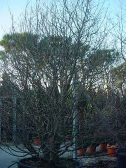 Perzisch IJzerhout Als Struik (Parrotia Persica) -Garden Plants Series Store 20071029100211 14