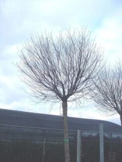 Bolprunus (Prunus Eminens 'Umbraculifera') -Garden Plants Series Store 20071030133043 16