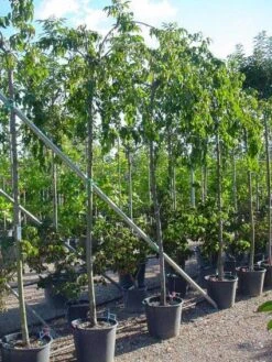 Japanse Treursierkers (Prunus Serrulata 'Kiku-shidare') -Garden Plants Series Store 20071109164514 13 2