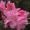 Rhododendron (Rhododendron 'Fragrans' ) -Garden Plants Series Store 20071114103833 2