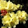 Rhododendron (Rhododendron 'Ehrengold') -Garden Plants Series Store 20071114123231 2 1