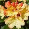 Rhododendron (Rhododendron 'Nancy Evans') -Garden Plants Series Store 20071120164505 1