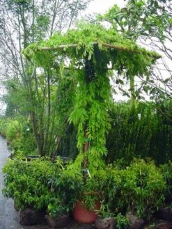 Blauwe Regen (Wisteria Sinensis) -Garden Plants Series Store 20071130090736 20