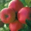 Appelboom (Malus Domestica 'Ecolette') -Garden Plants Series Store 20080317135727 2
