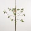 Appelboom (Malus Domestica ) -Garden Plants Series Store 20080317142532 2