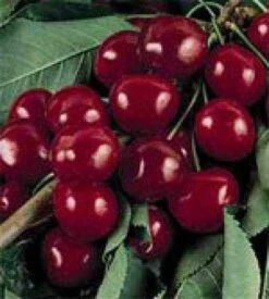 Kersenboom (Prunus Avium 'Bigarreau Burlat')