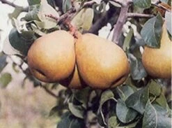 Perenboom (Pyrus Communis 'Beurre Hardy') -Garden Plants Series Store 20080417125526 6 1