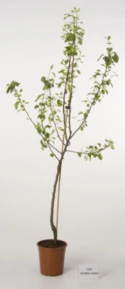 Perenboom (Pyrus Communis 'Beurre Hardy') -Garden Plants Series Store 20080417125701 6 1