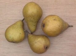 Perenboom (Pyrus Communis 'Gieser Wildeman') 10 Perenboom (Pyrus Communis 'Gieser Wildeman') -Garden Plants Series Store 20080417131017 6 1