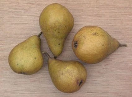 Perenboom (Pyrus Communis 'Gieser Wildeman') 6 Perenboom (Pyrus Communis 'Gieser Wildeman') - Image 4